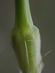 Erodium moschatum