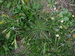 Plantago coronopus