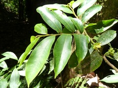 Guatteria oliviformis