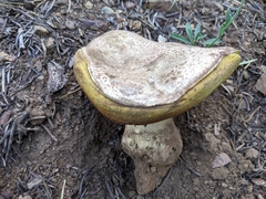 Butyriboletus abieticola