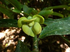 Guatteria oliviformis