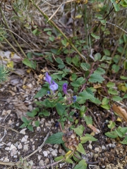 Scutellaria alpina