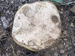 Butyriboletus abieticola