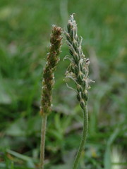 Plantago coronopus