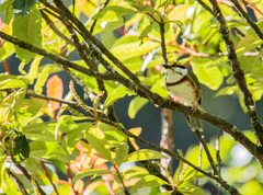 Vireolanius melitophrys