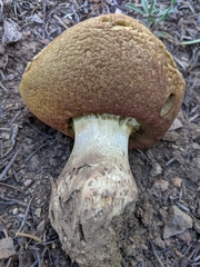 Butyriboletus abieticola