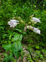 Penstemon calycosus