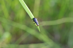 Plateumaris consimilis