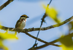 Vireolanius melitophrys