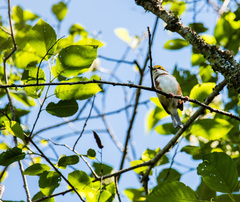 Vireolanius melitophrys