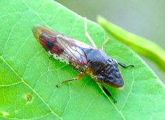 Homalodisca ichthyocephala