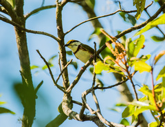 Vireolanius melitophrys