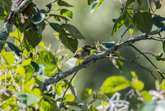 Vireolanius melitophrys