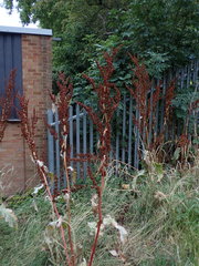 Rumex cristatus
