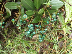 Miconia squamulosa