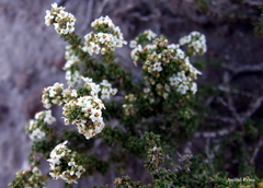 Acantholippia seriphioides