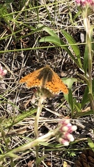 Boloria alaskensis