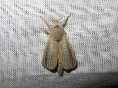 Phragmataecia castaneae