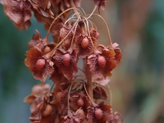 Rumex cristatus