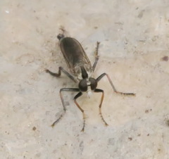 Philonicus fuscatus