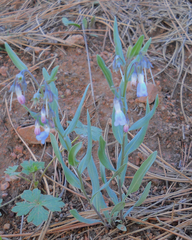 Mertensia lanceolata