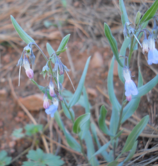 Mertensia lanceolata