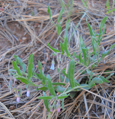 Mertensia lanceolata