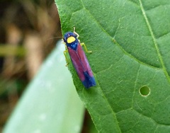 Erythrogonia dorsalis