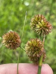 Juncus megacephalus