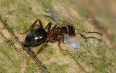 Lasius brunneus