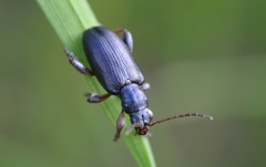 Plateumaris consimilis