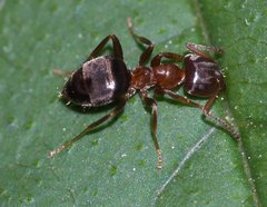 Lasius brunneus