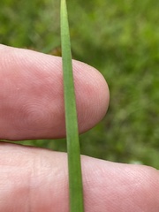 Juncus megacephalus