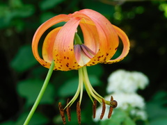 Lilium superbum