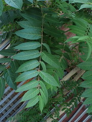 Ailanthus altissima