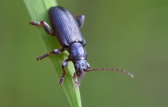 Plateumaris consimilis