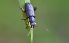 Plateumaris consimilis