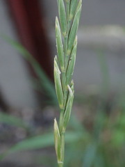 Elymus repens