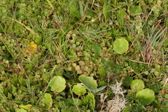 Lysimachia tenella
