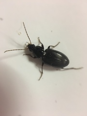 Agonum punctiforme
