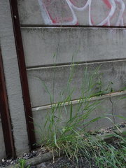 Elymus repens