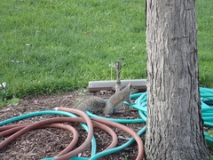 Sciurus carolinensis