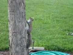 Sciurus carolinensis