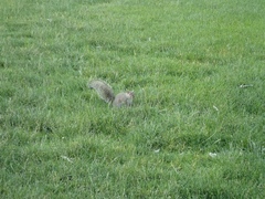 Sciurus carolinensis