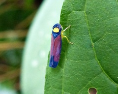 Erythrogonia dorsalis