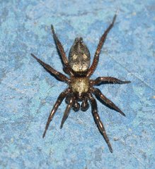 Callilepis schuszteri