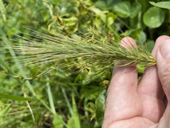 Elymus virginicus halophilus
