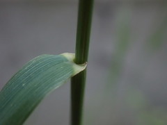 Elymus repens