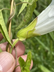 Calystegia sepium limnophila