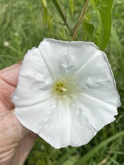 Calystegia sepium limnophila
